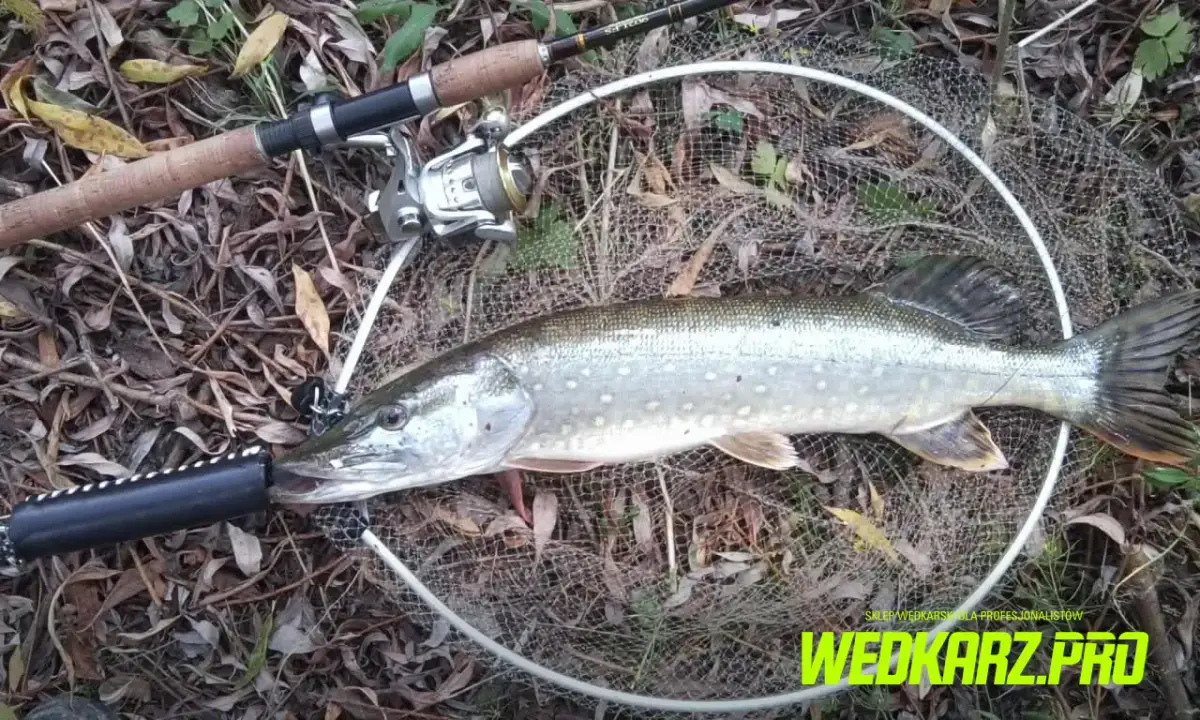 Wędka na szczupaka: Jaką wybrać? Poradnik eksperta Cypriana Zalewskiego