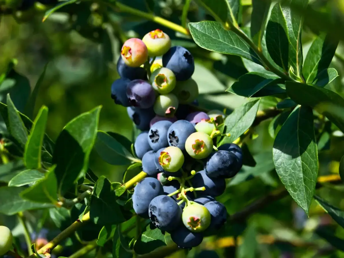 Kiedy zaczyna się sezon na borówki i co musisz wiedzieć, aby nie przegapić?