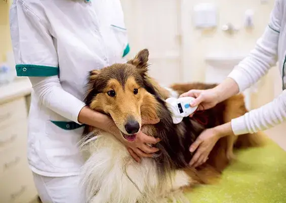 Po co chip dla psa? Kluczowe korzyści dla bezpieczeństwa pupila