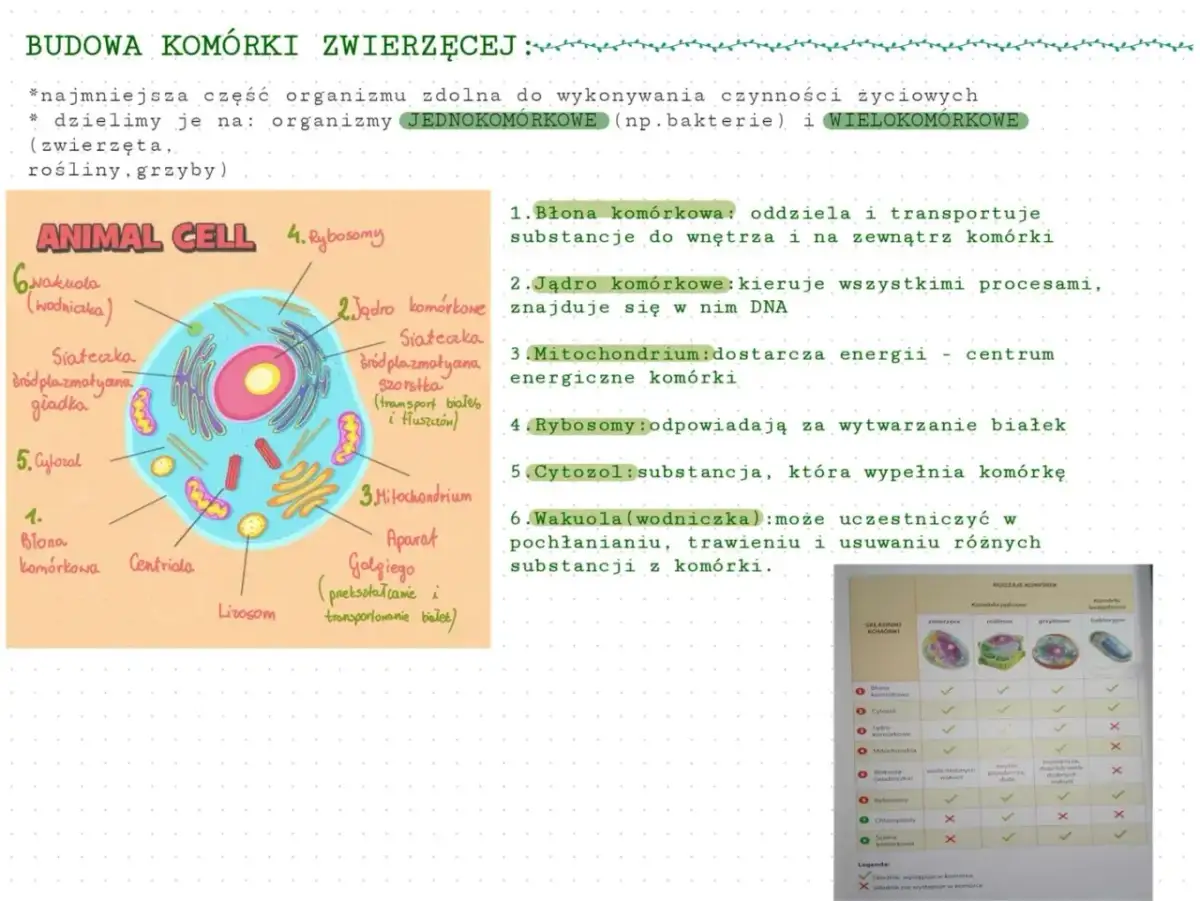 Różnice komórki zwierzęcej i roślinnej: Pełne porównanie i schematy