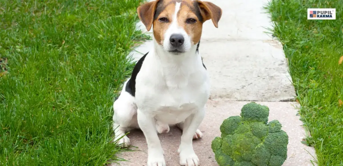 Czy pies może jeść brokuły? Bezpieczne dawkowanie i zagrożenia