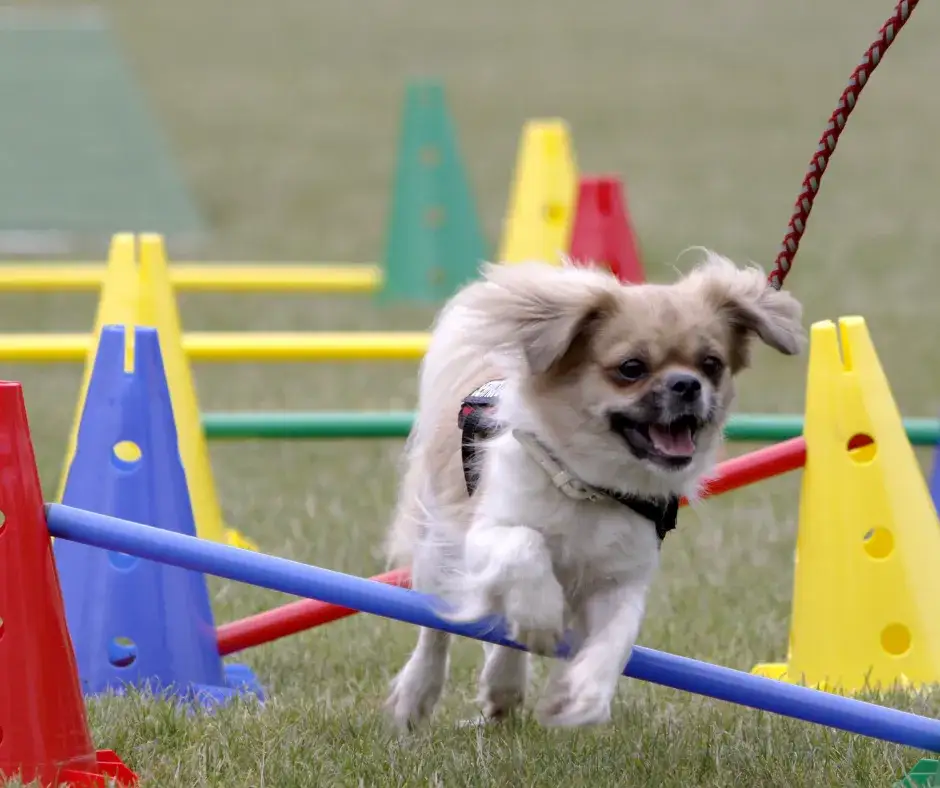Jak wytresować szczeniaka: skuteczne metody i najczęstsze błędy