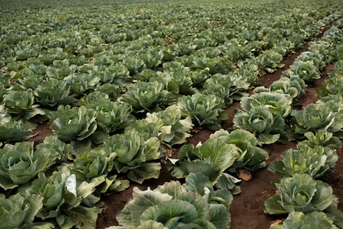 Kiedy jest sezon na młodą kapustę? Sprawdź, aby nie przegapić!