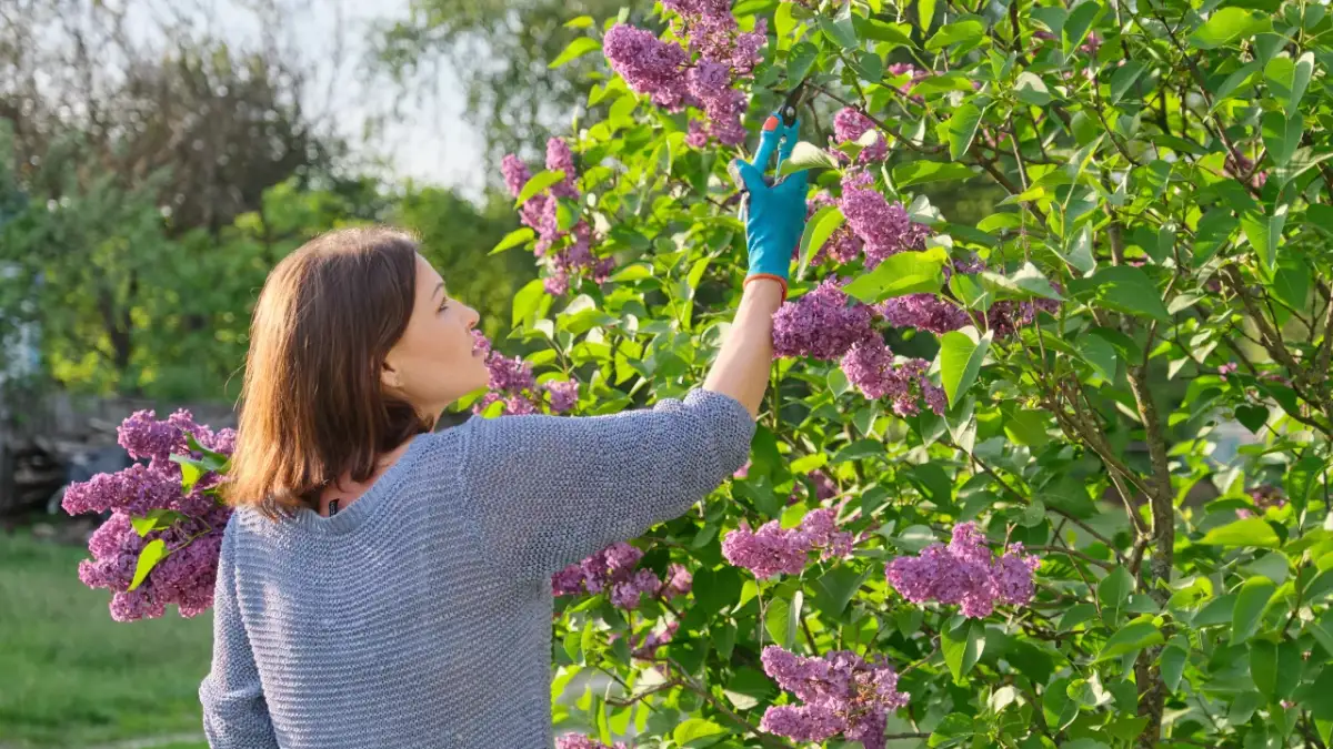 Nawożenie lilaków: Sekrety obfitego kwitnienia i zdrowych krzewów
