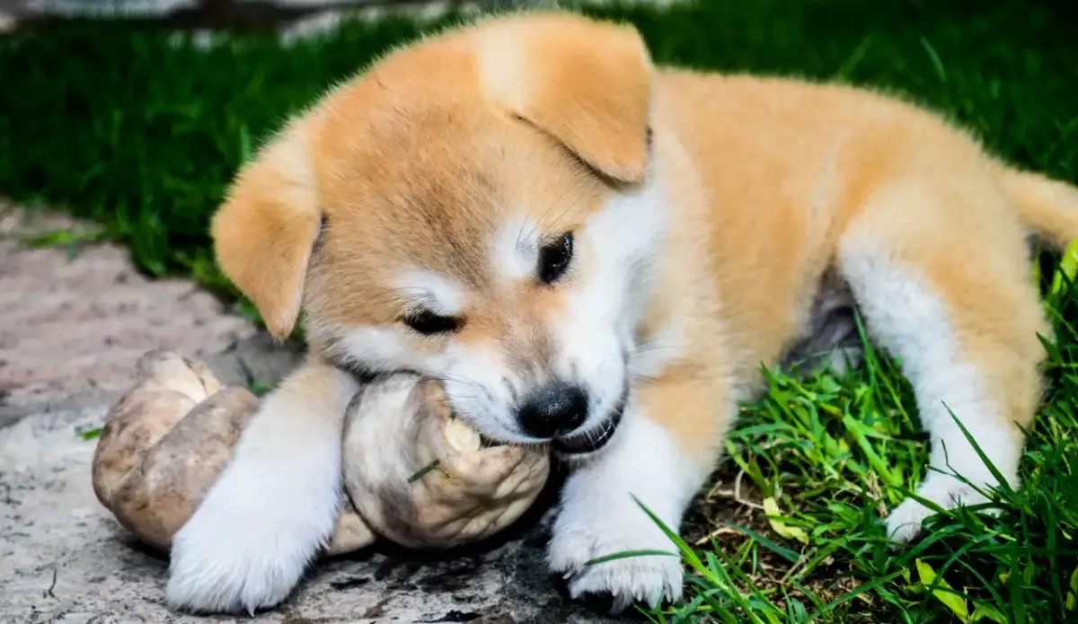 Co lubi jeść akita - najlepsze jedzenie, które zachwyci twojego psa