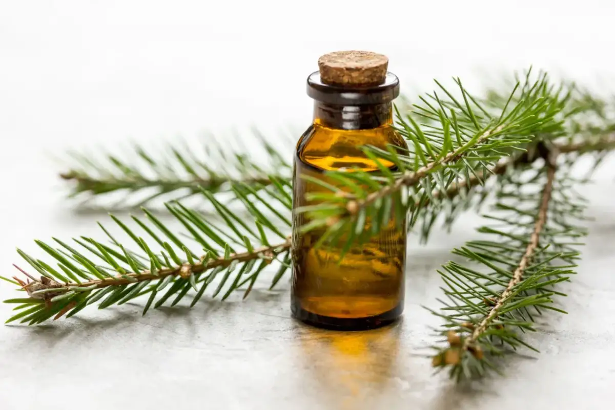 Mała buteleczka z olejkiem pichtowym i gałązka świerku.