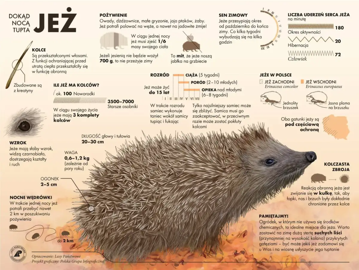 Jeże mają słaby wzrok? Poznaj ich zmysłowe supermoce!