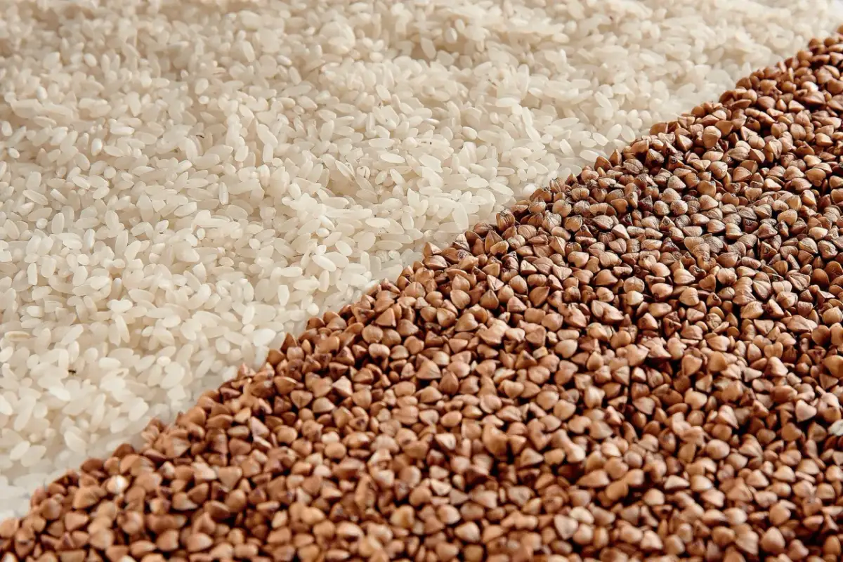 Ryż czy kasza dla psa? Co wybrać dla zdrowia i trawienia?