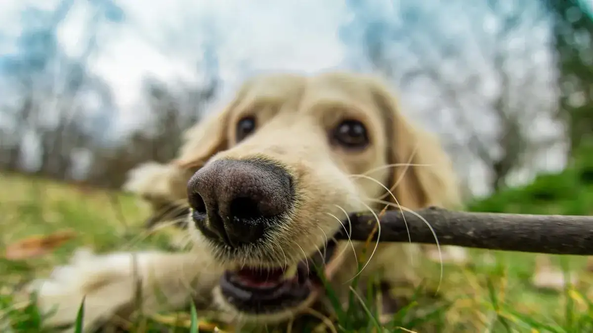 Czy pies może jeść patyki? Poznaj zagrożenia i bezpieczne alternatywy