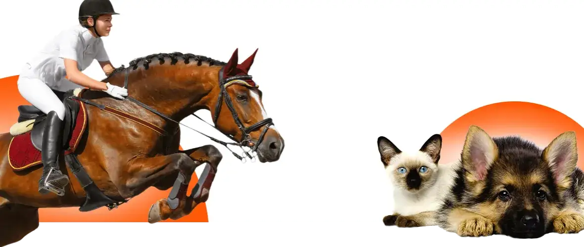 Strój jeździecki: Jak wybrać idealny ubiór do jazdy konnej?