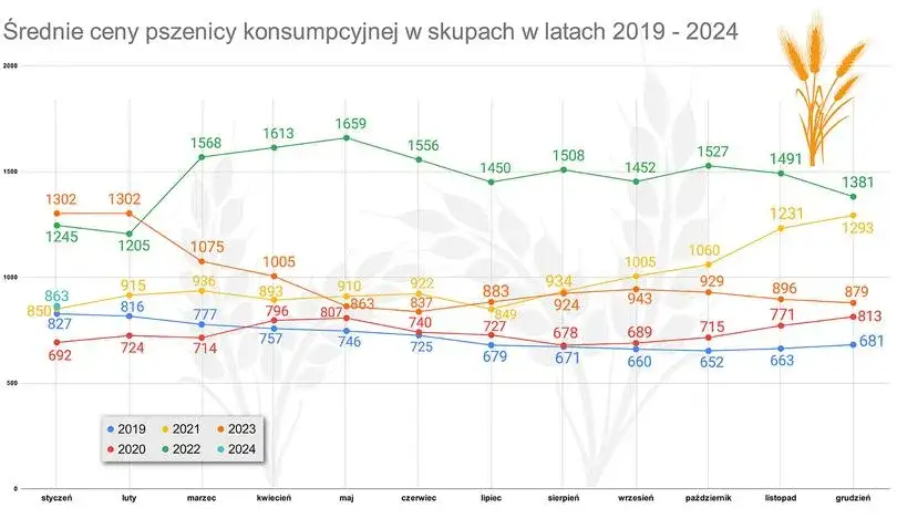 Po ile zboże w skupie – aktualne ceny i spadki na rynku zbóż