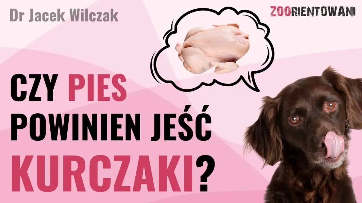 Czy pies może jeść kurczaka? Bezpieczne sposoby i zagrożenia