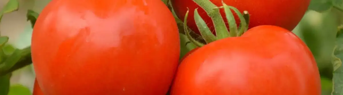 Co ile sadzić pomidory, aby uniknąć błędów w uprawie?