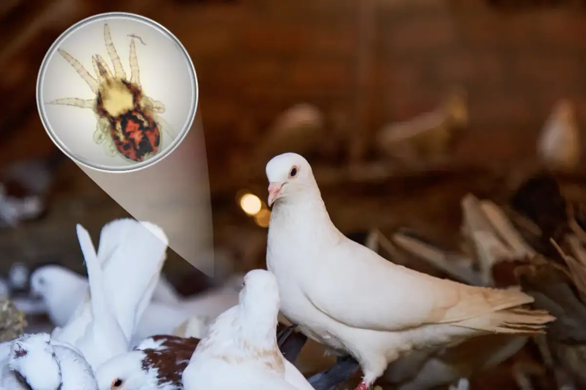 Czym odrobaczać gołębie, aby skutecznie zwalczyć pasożyty?