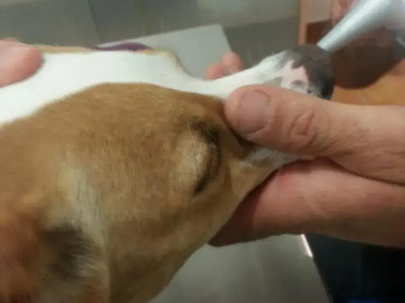 ¿Es peligroso sedar a un perro? Riesgos y consideraciones clave