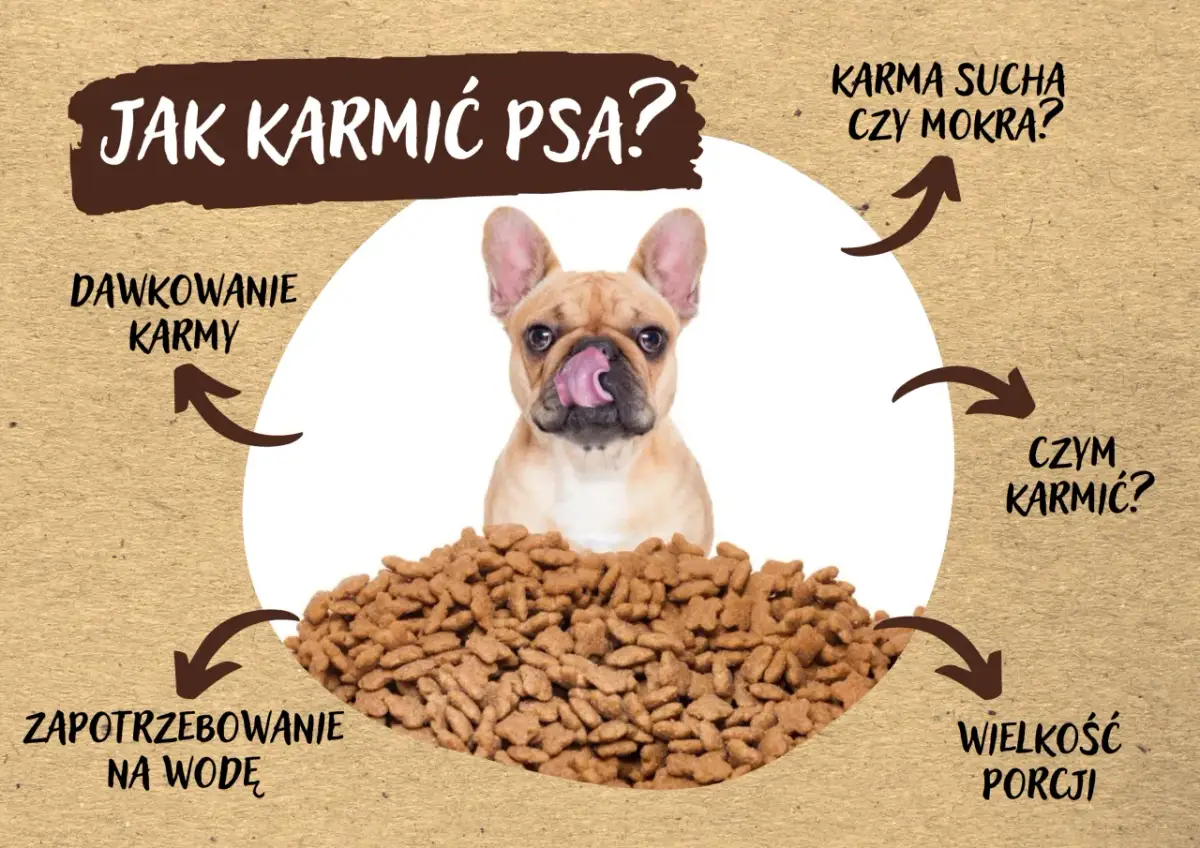 Buldog francuski z językiem na pysku nad stertą suchej karmy. Czy pies może jeść tylko suchą karmę? Obrazek omawia dawkowanie, zapotrzebowanie na wodę, wielkość porcji i czym karmić.