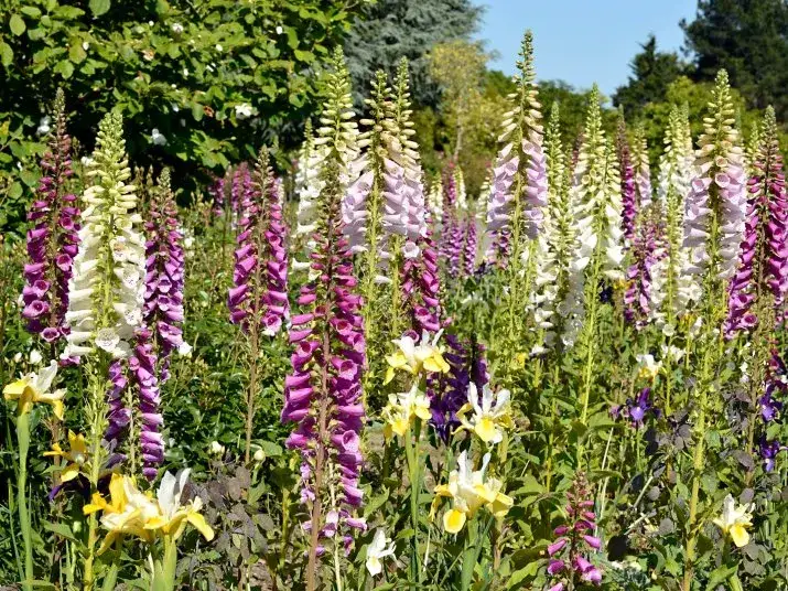 Jakie kwiaty siać w sierpniu, aby cieszyć się pięknym ogrodem
