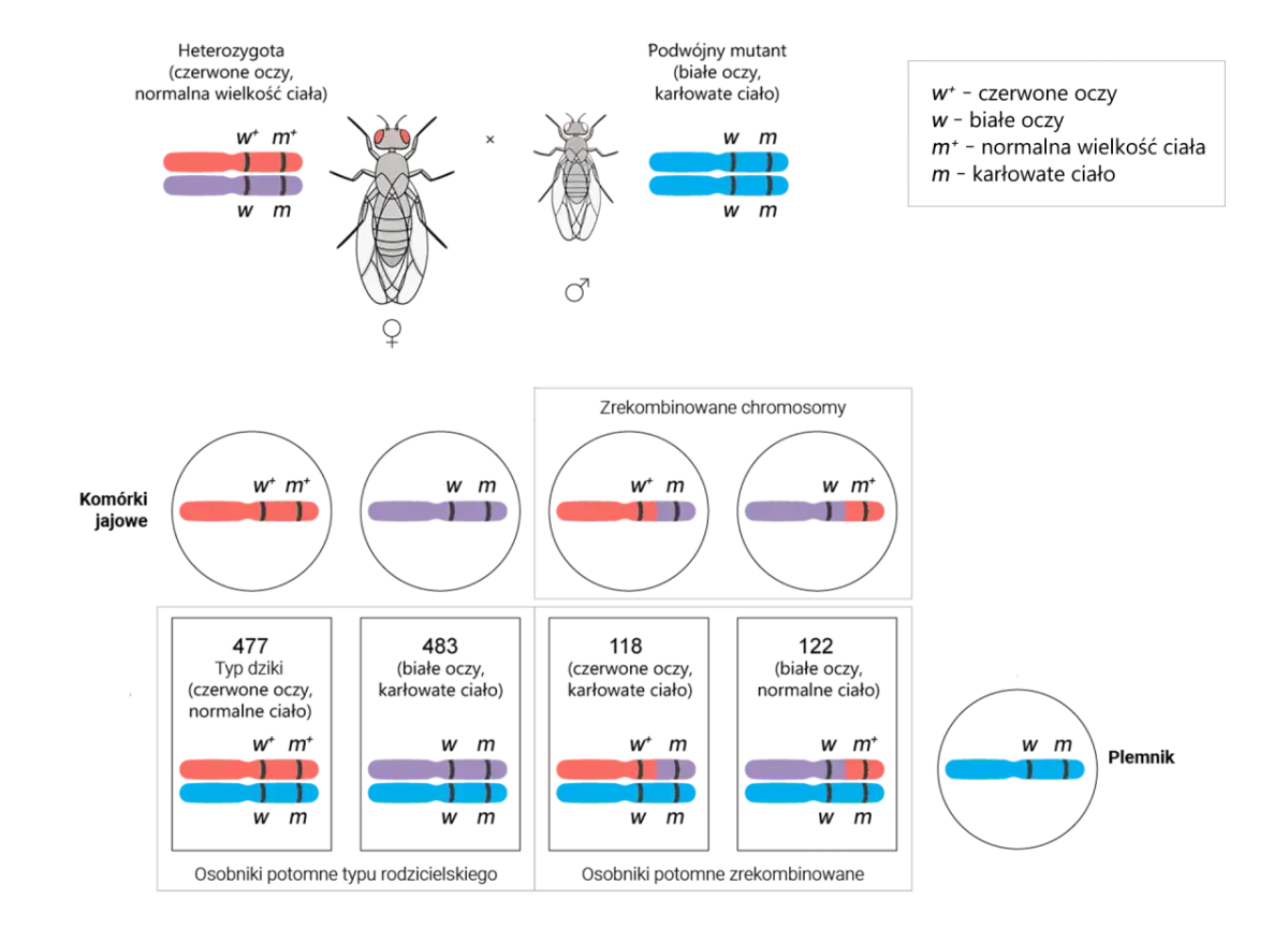 Crossing-over: Jak wymiana genów tworzy unikalne życie i napędza ewolucję?