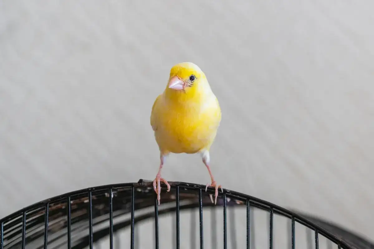 Ile żyje kanarek? Zapewnij mu 20 lat zdrowia i śpiewu!