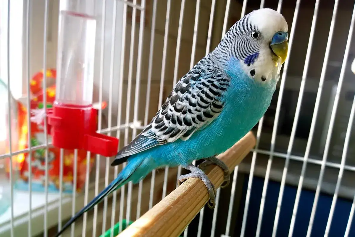 Samotna papuga falista: Czy cierpi? Jak jej pomóc? Poradnik