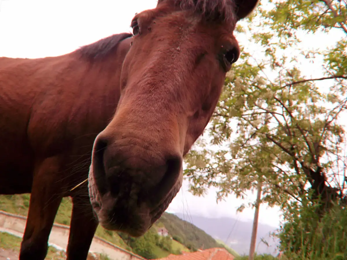 Zarobki weterynarza koni: od juniora do eksperta. Czy to dla Ciebie?