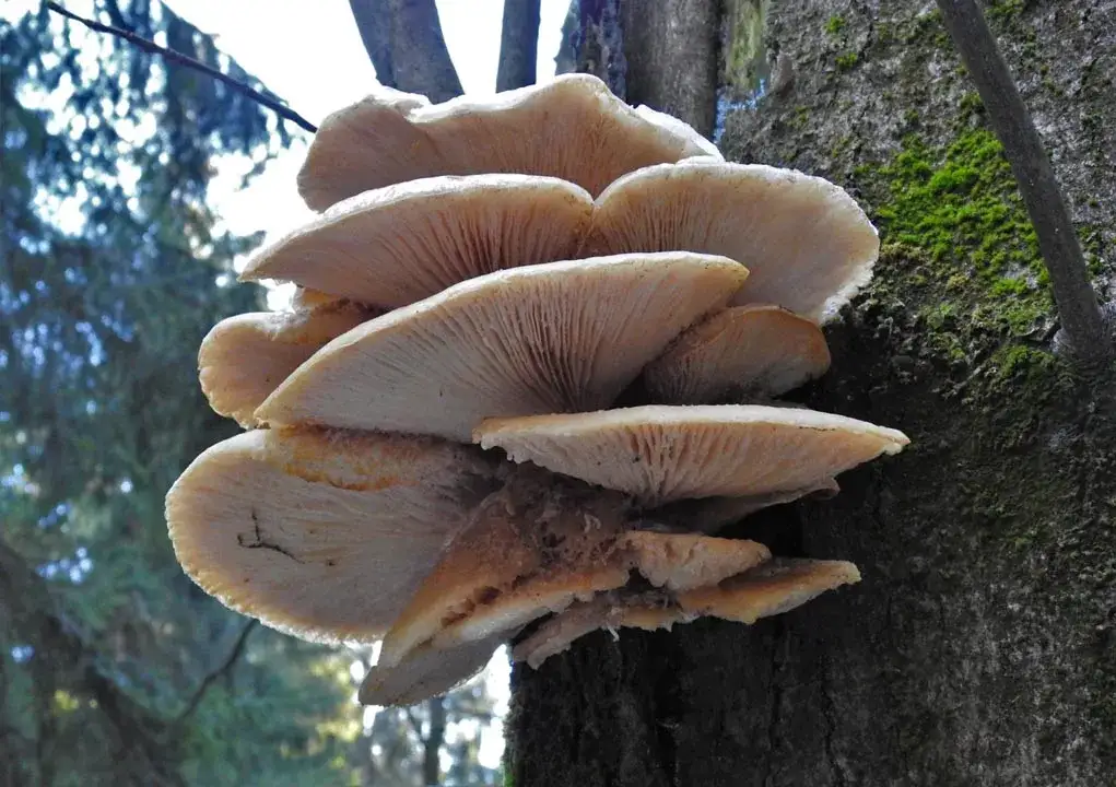 Kiedy jest sezon na boczniaki? Sprawdź, by nie przegapić zbiorów!