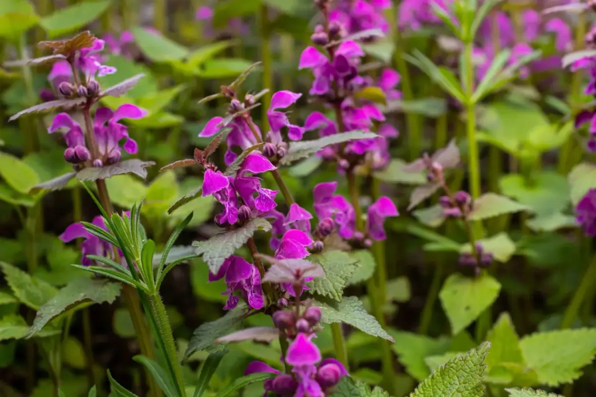 Jak rozpoznać purpurowy chwast zbożowy i unikać jego skutków