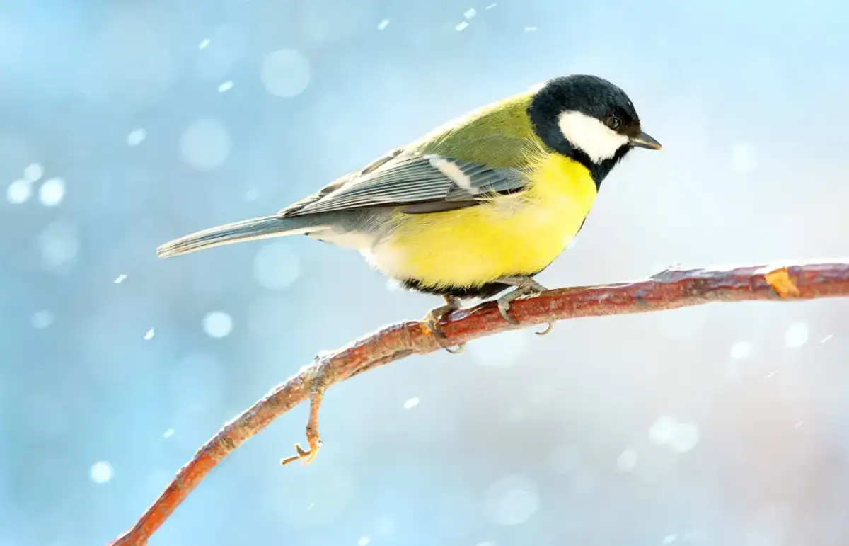 Sikorka bogatka siedząca na gałęzi w zimowej scenerii ze śniegiem.