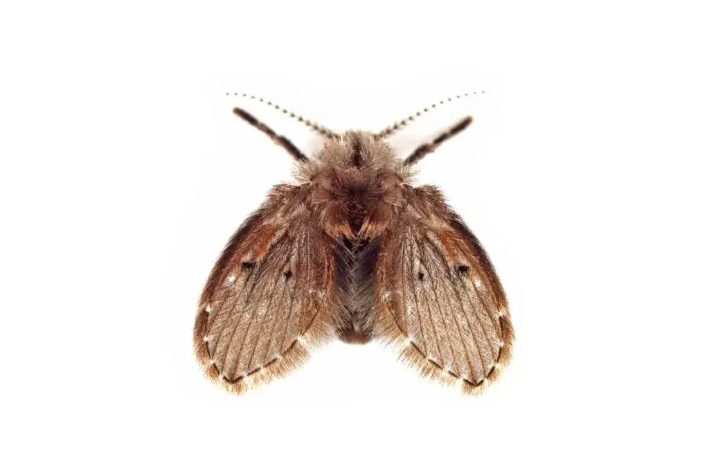 Skąd muszki w łazienkach? Poznaj przyczyny i skuteczne metody walki