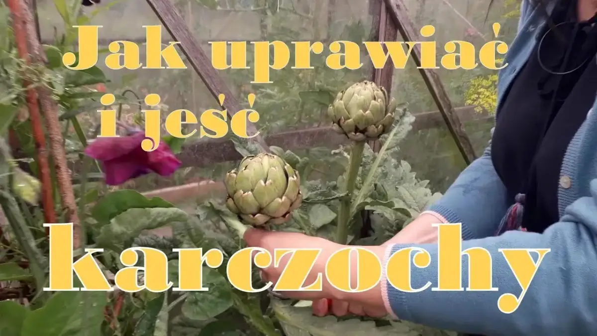 Jak uprawiać karczochy - uniknij najczęstszych błędów w pielęgnacji