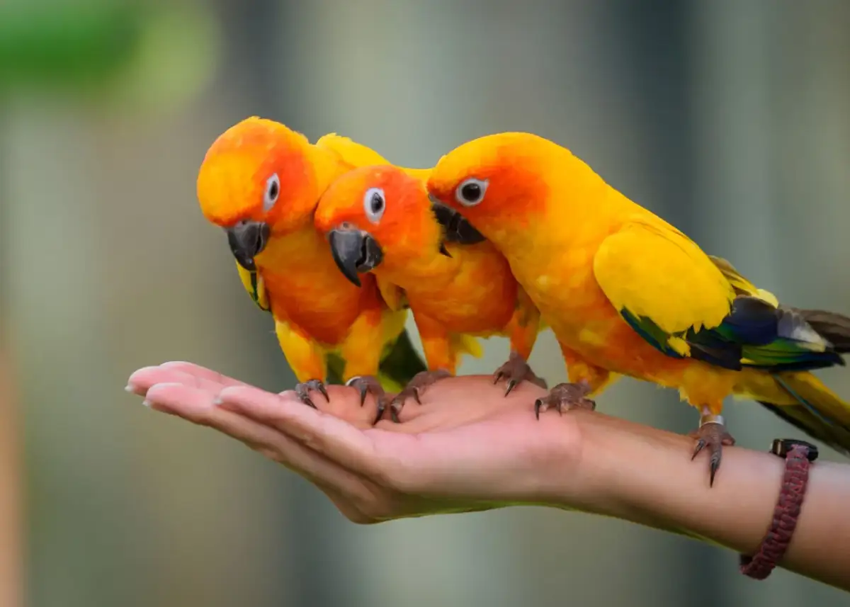 Twój kanarek ma pasożyty? Rozpoznaj objawy i sprawdź klatkę!