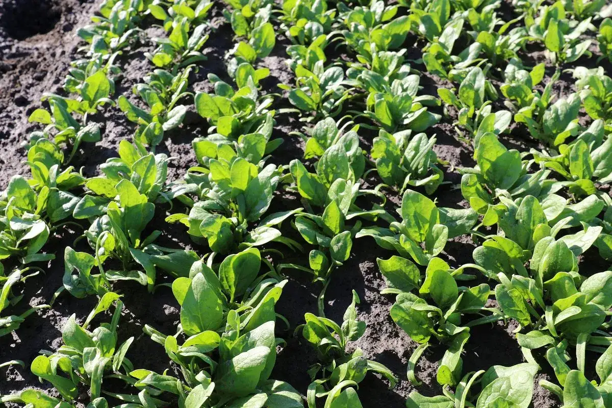 Jak sadzić szpinak, aby uniknąć najczęstszych błędów i uzyskać plony