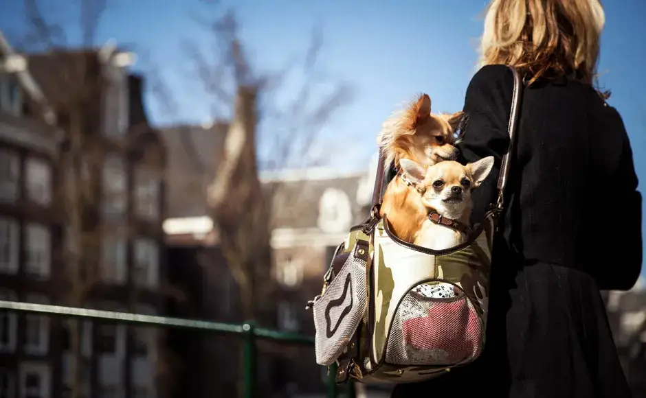 Transporter dla psa Kakadu: Jak wybrać idealny model? Poradnik