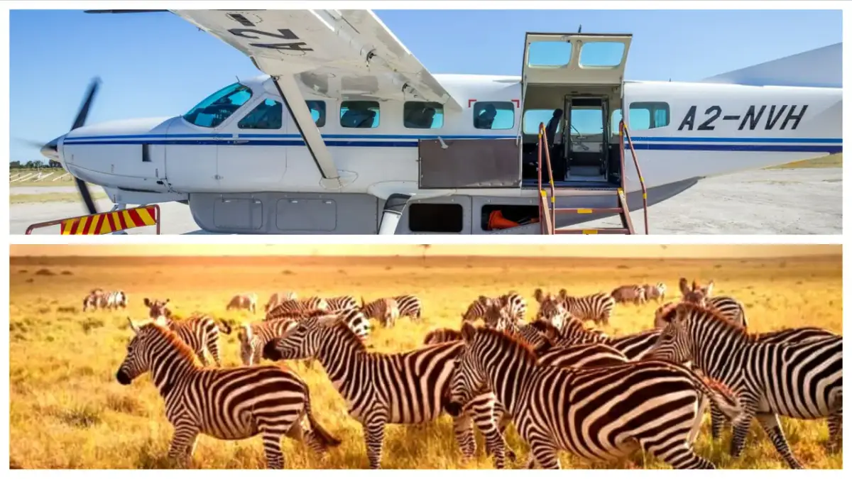 Samolot czeka na pasażerów na wycieczkę na safari z Zanzibaru. Na sawannie pasie się stado zebr.