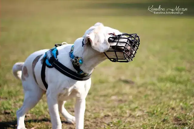 Bigos dla psa? Dlaczego to śmiertelne zagrożenie!