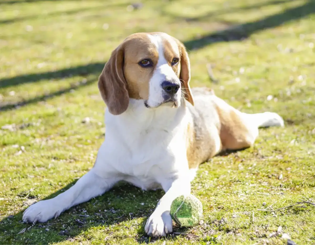 Jak wytresować beagle: sprawdzone metody, które przynoszą efekty