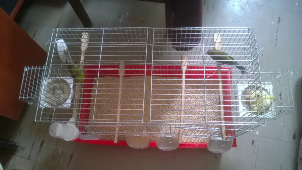 Lęgi kanarków: Jak rozpoznać gotowość i świadomie wywołać wiosnę?