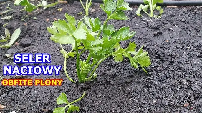 Uprawa selera: Poradnik krok po kroku do obfitych plonów