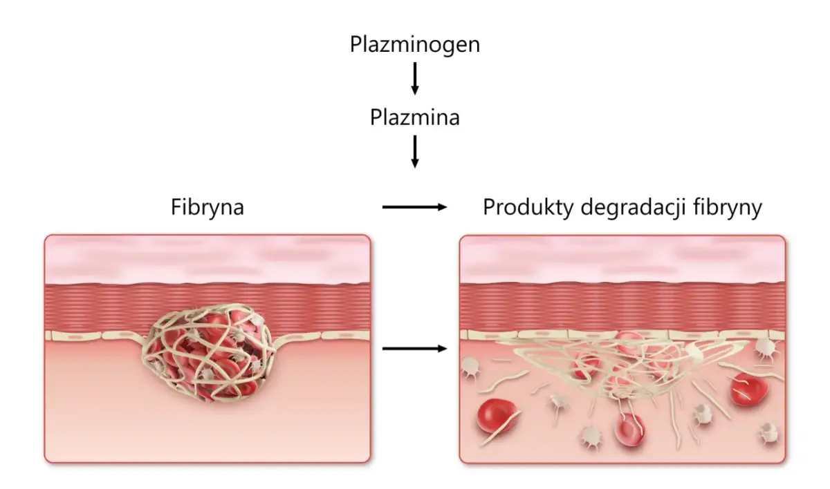 Krzepnięcie krwi i płytki: Jak działa ten ratujący życie mechanizm?