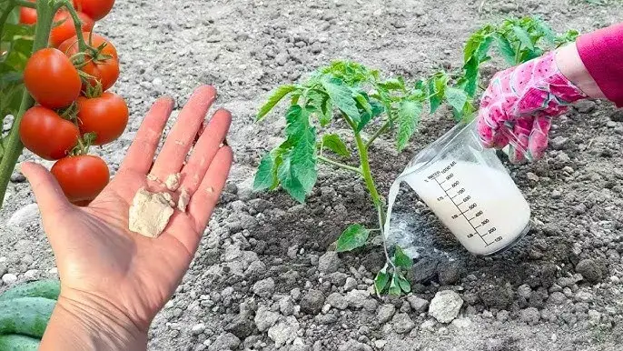 Jak zrobić nawóz z drożdży do pomidorów i uzyskać obfite plony