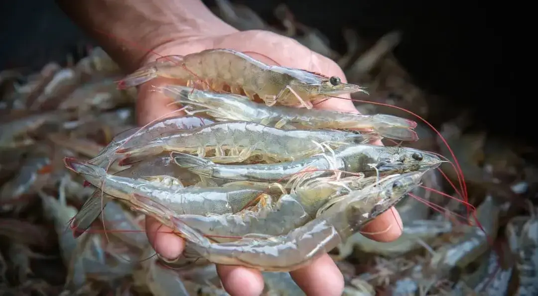 Czy krewetki są w Bałtyku? Odkryj ich niezwykłe gatunki i ekosystem