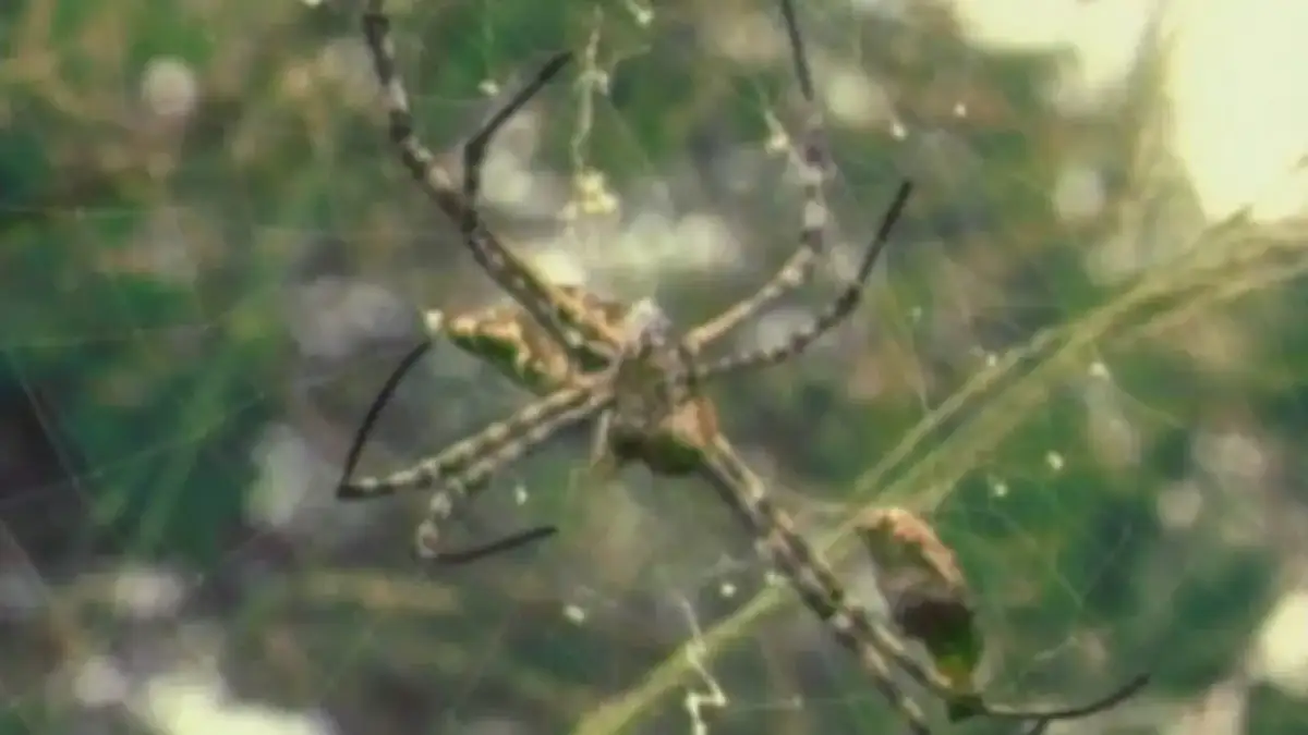 Najlepsze filmy o pająkach dla dzieci, które uczą i bawią