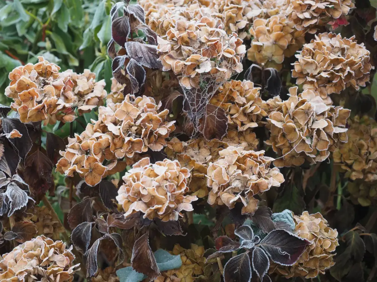 Kiedy okrywać hortensje ogrodowe? Sprawdź idealny moment i sygnały