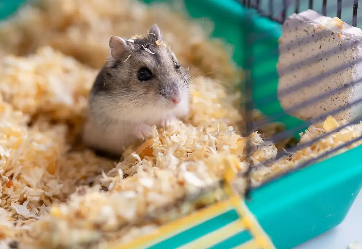 Wybór chomika: Kompletny przewodnik. Czy to pupil dla Ciebie?