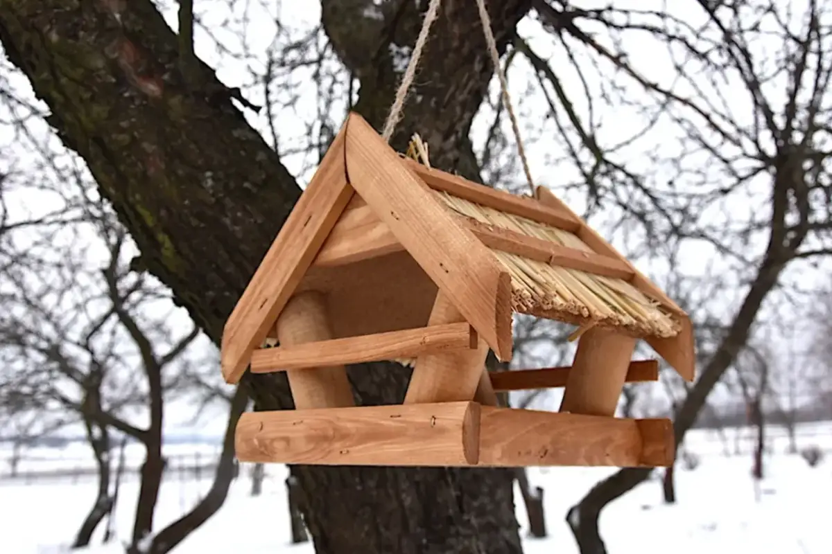 Jabłka i tłuszcze: Jak bezpiecznie dokarmiać kosy i kwiczoły zimą?