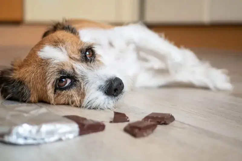 Co jeśli pies zje czekoladę? Pilne kroki, aby uratować pupila