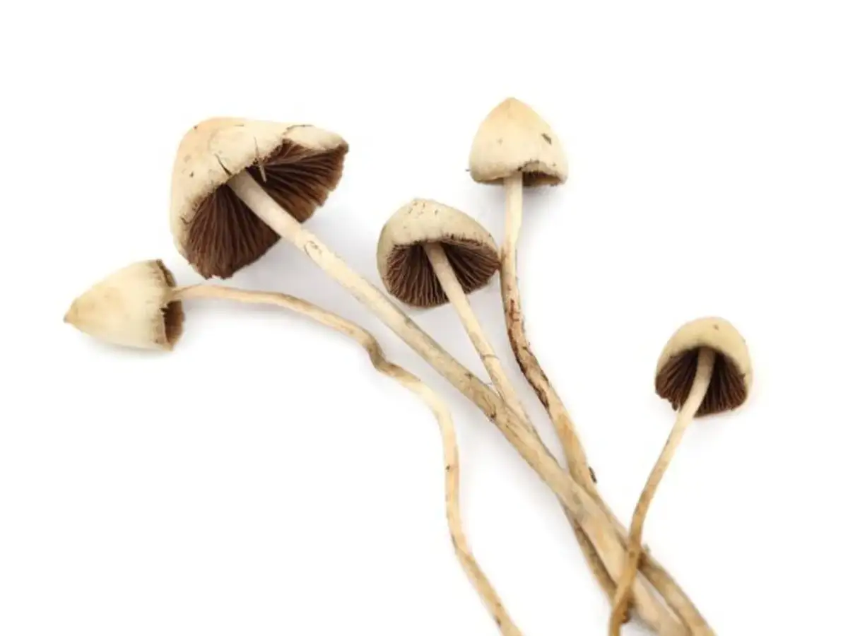 Grzyby psylocybinowe: Skutki, ryzyko, prawo i co musisz wiedzieć?