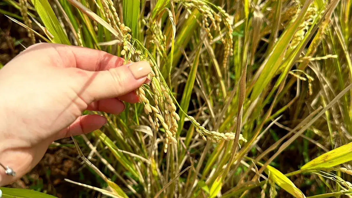 Jak uprawia się ryż - sekrety skutecznej hodowli ryżu w ogrodzie