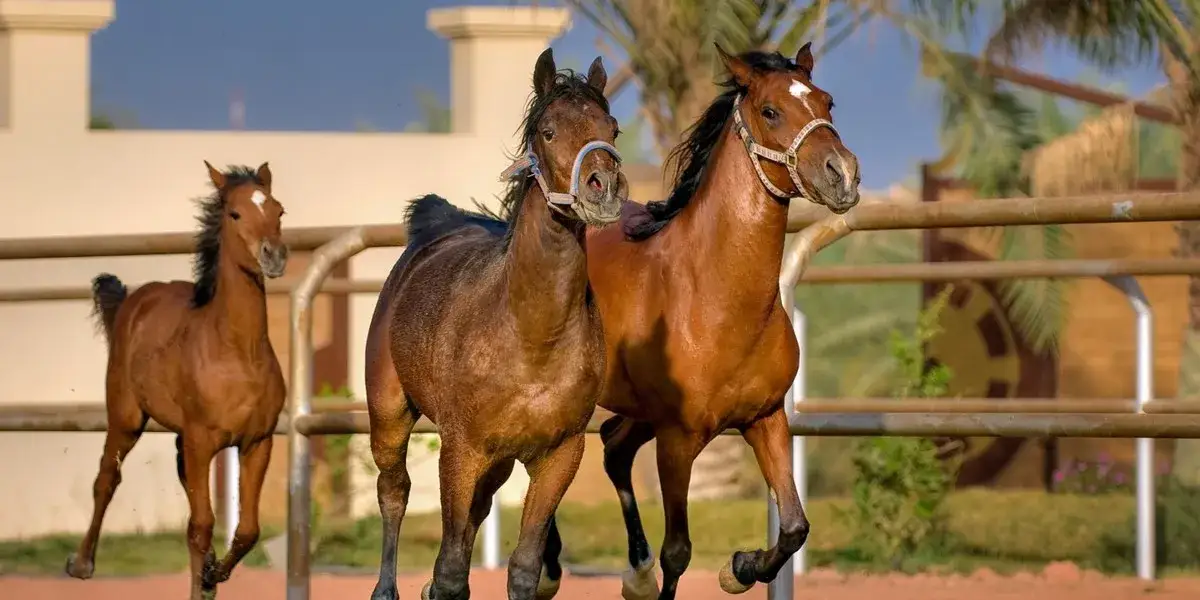 Stadnina koni Klikowa: Poznaj historię i sukcesy hodowli arabskich