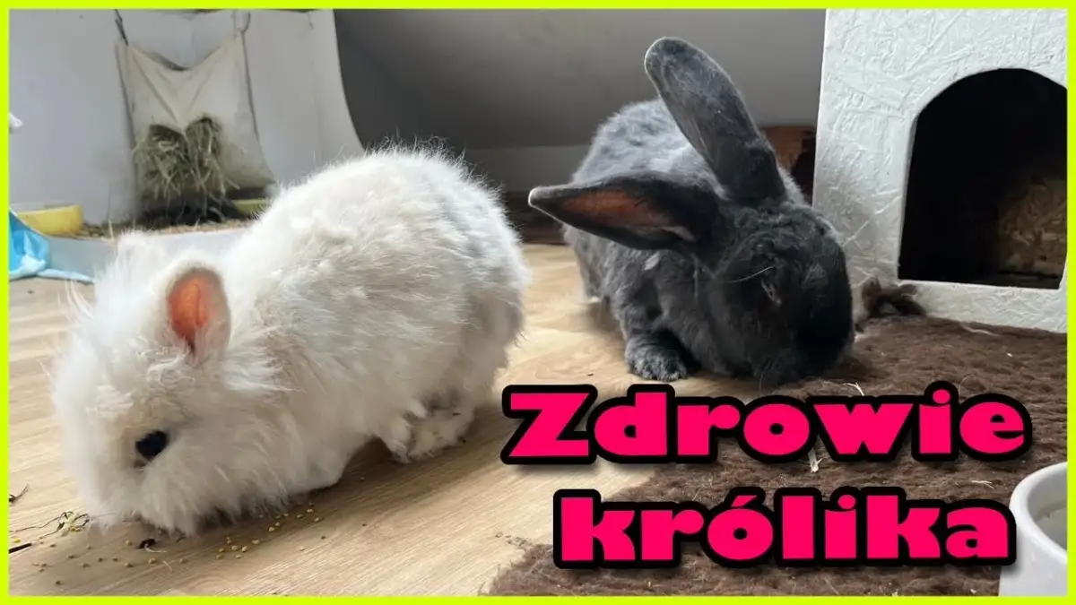 Czy z królikiem trzeba chodzić do weterynarza? Kluczowe informacje o zdrowiu